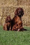 SETTER IRLANDAIS 141